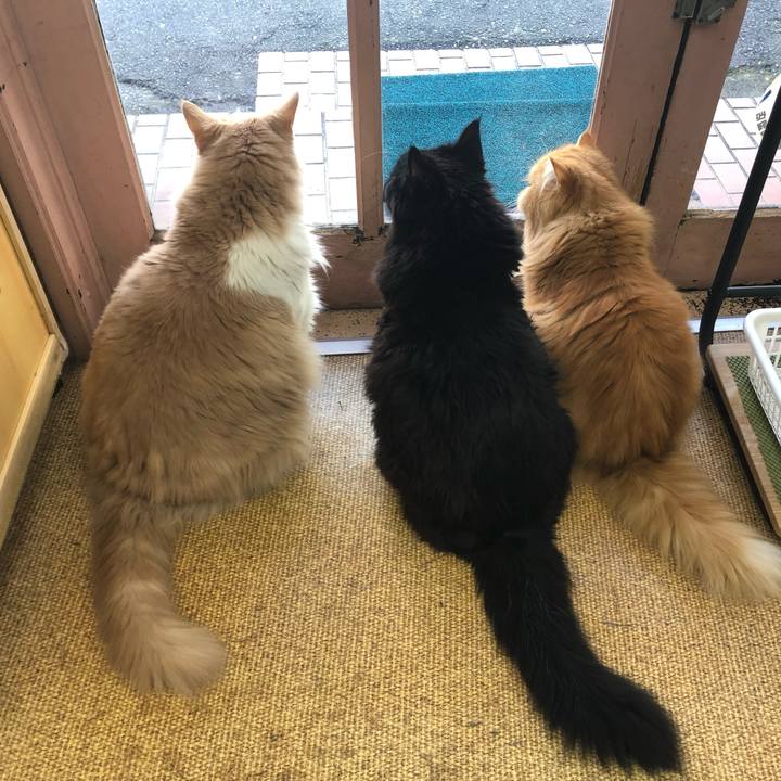 3a3a5558 3f9e 4b58 a92c b1660a8a19cb 1556063892947