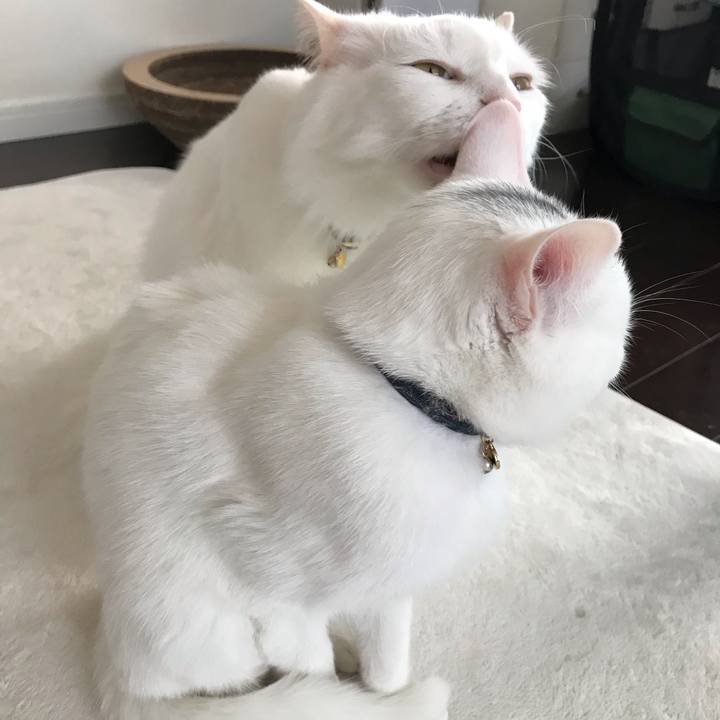 3a3de96b a1a7 4b84 a6d9 0d368ff1cffe 1578791688828