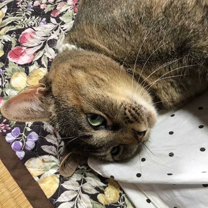 3a3fcdf9 a720 4cf1 ae5d d77b30534c9a 1647651266345