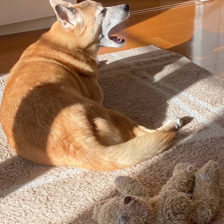 3a450223 f8d3 44bb b531 396b0270b355 1763508019780