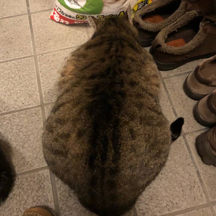 3a48741e b82b 4c4a b5d4 ffd8e2ed6b6c 1517056614190