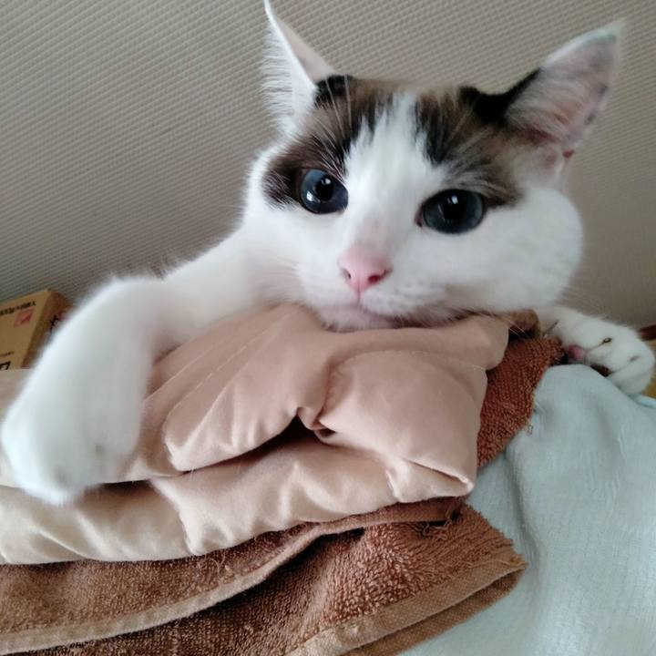 3a4b9217 cfae 40cb 8340 6db3cbed4aab 1658624108653