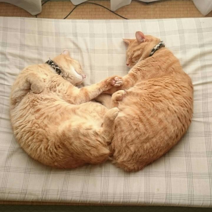 3a4e7ee0 88de 4f85 a681 2993ef2600bf 1537081769600