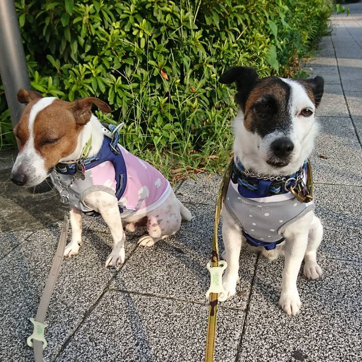 3a513a99 f11f 4a29 90a7 98f455826a6c 1597786315238