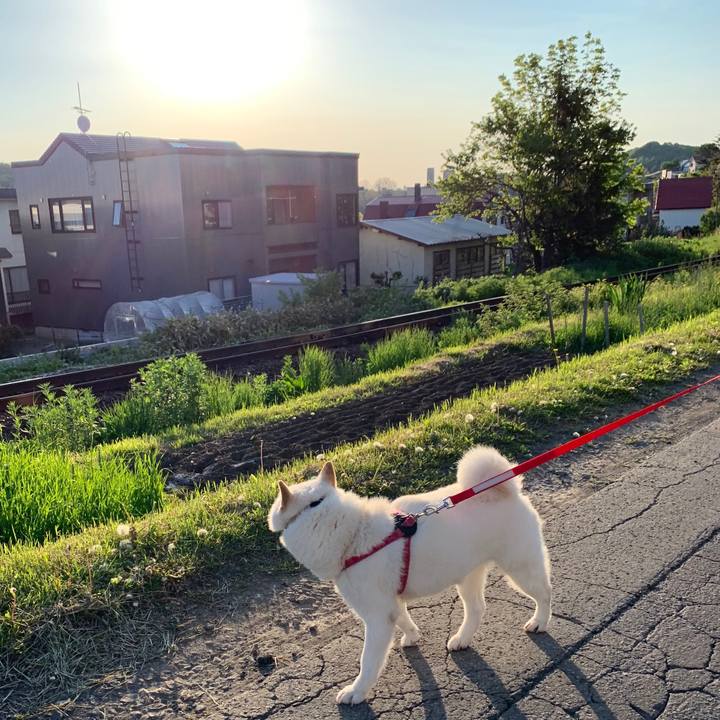 3a518e65 b83f 41f7 8a86 55366bfc0415 1590786235868