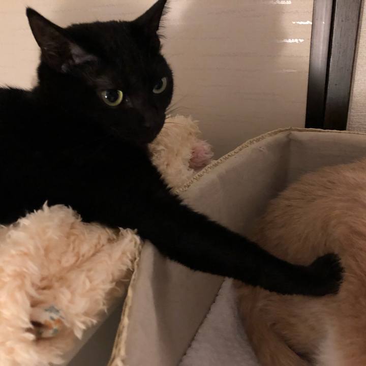 3a535a40 e800 42e6 905f 42a34203f972 1514807020900