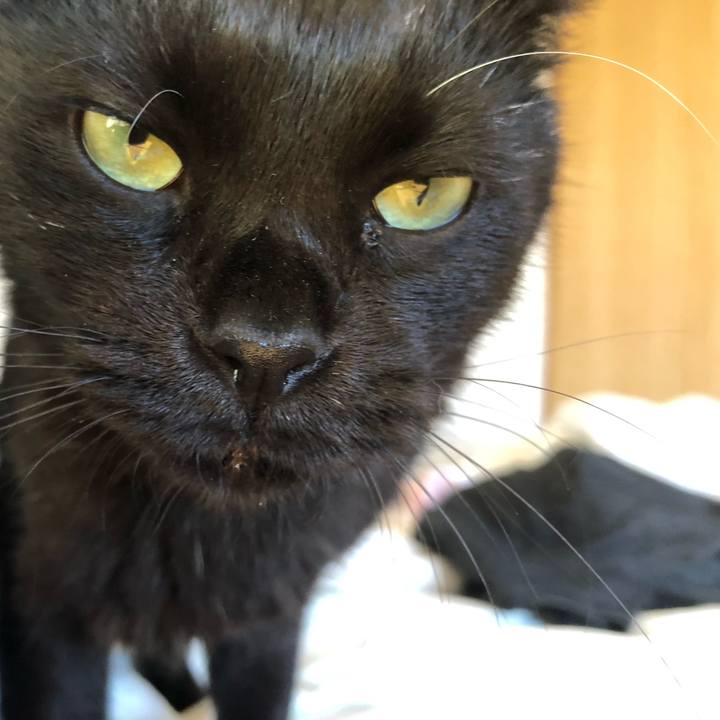 3a53acff abd0 4fde b914 cdeecab53418 1596238495847