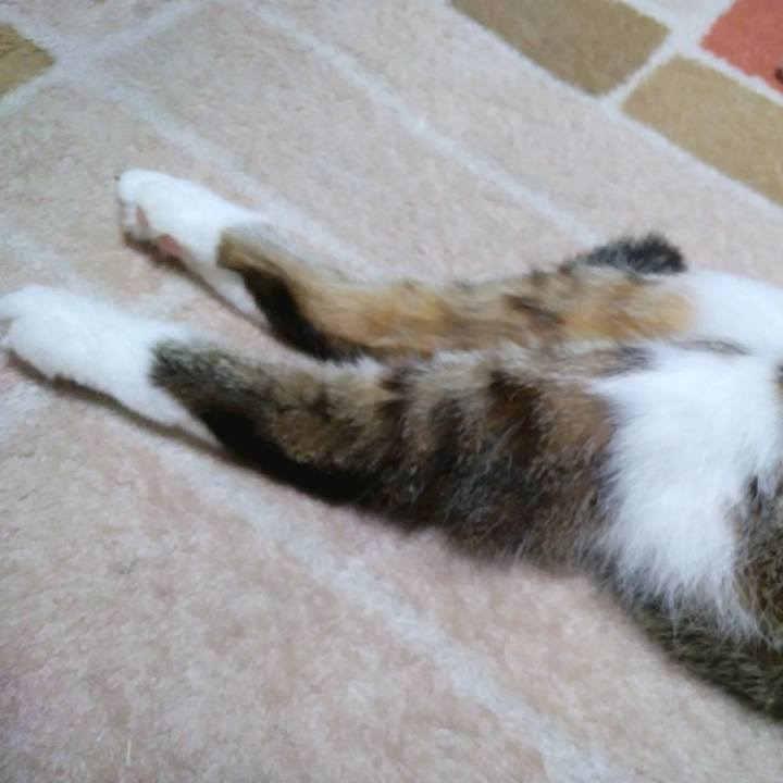 3a54fc61 1e3e 4bd7 a1f7 3aa62b45756d 1543236771390