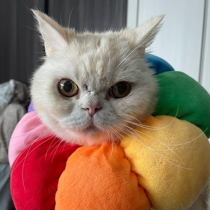 3a58be2e e111 4d39 bd9e 6493c9caa33a 1765589728260