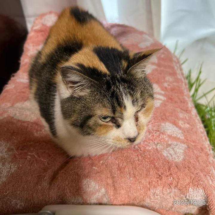 3a5bf0d9 6878 407f 85b5 0cafe5d96510 1764886347373