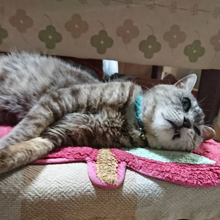 3a5c446a 4207 4330 a035 3a9724a820c5 1564139711887