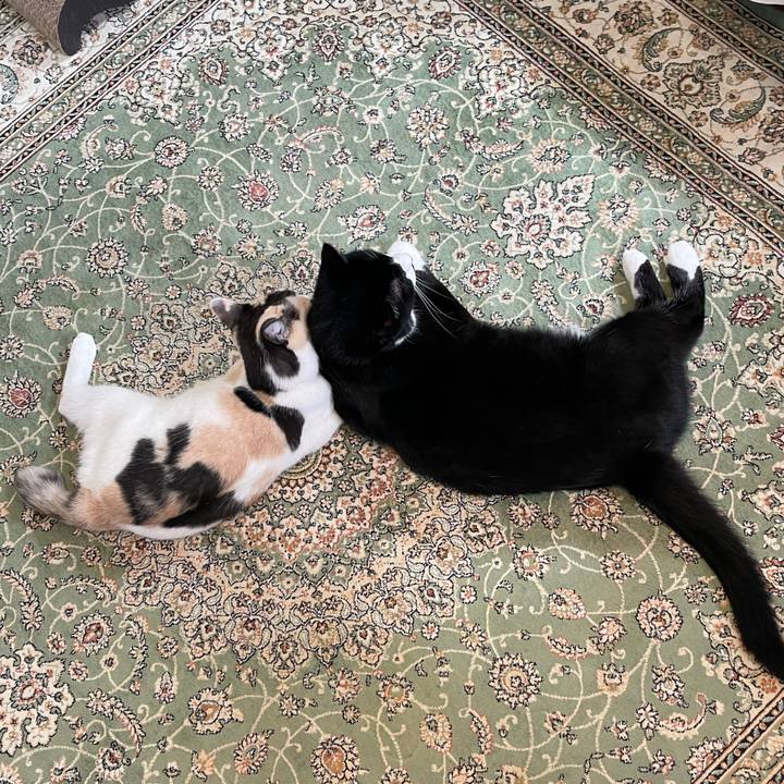 3a5defe6 bf5a 4351 bafa 66c110039e0a 1754090387729