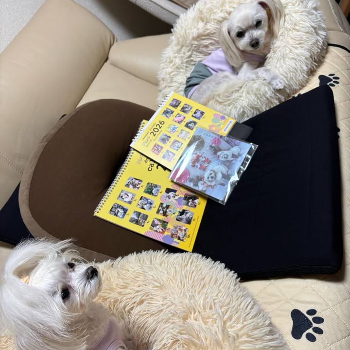 3a5e191e bf60 43bc 9e10 beb4be59fa55 1764505786734