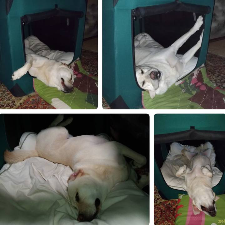 3a5e3032 23db 4143 8469 d9740e6d0e8a 1561341855470