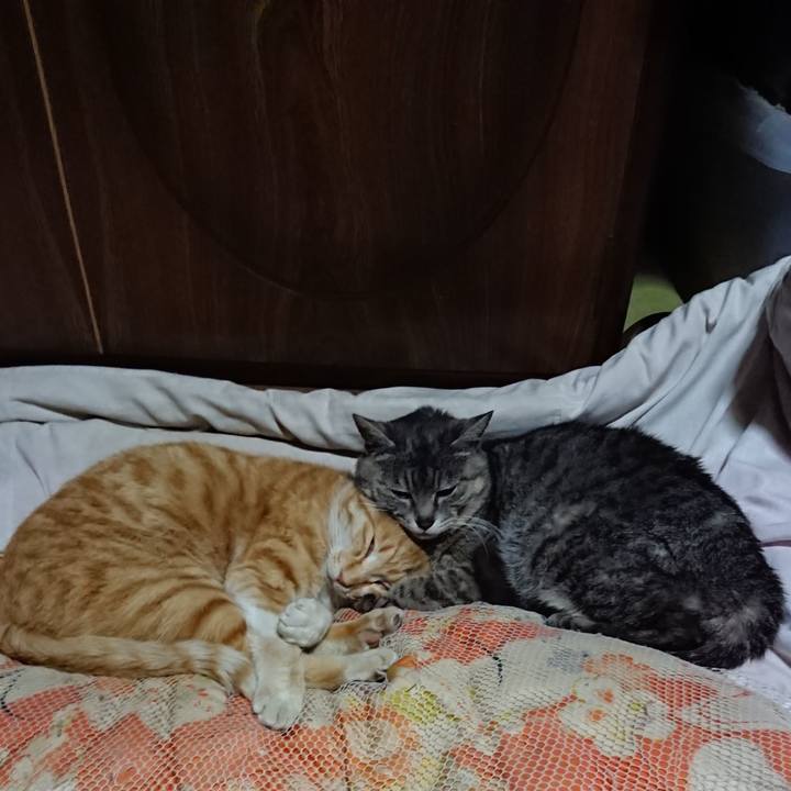 3a6115ff 1388 49ba 9082 2b800b577b9c 1588509981572