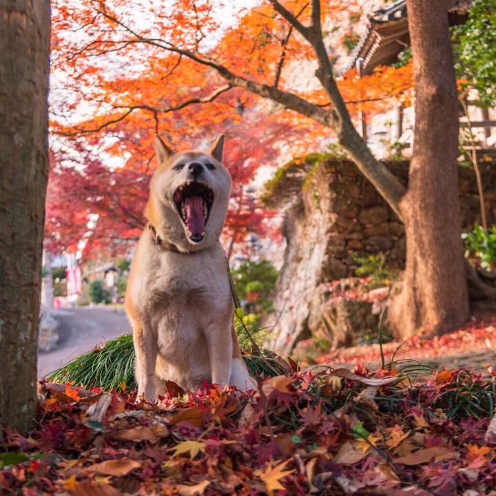 3a638758 df99 40fa b8ed d118e8c81b8b 1576916409574