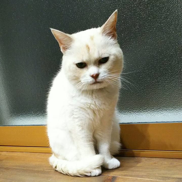 3a652b4a 432a 453e a766 1dccfb0c8cd6 1534256181583