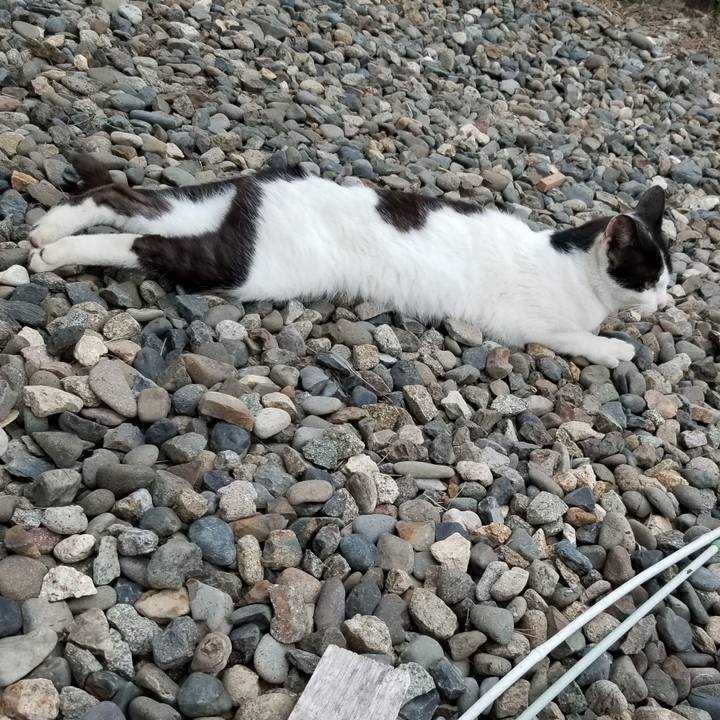 3a65ea19 de87 4786 b14e b49c14a8ba43 1595847670466