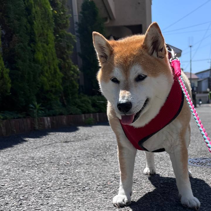 3a703c6e 5446 4b72 9d7d 3604dd41f318 1715305435628