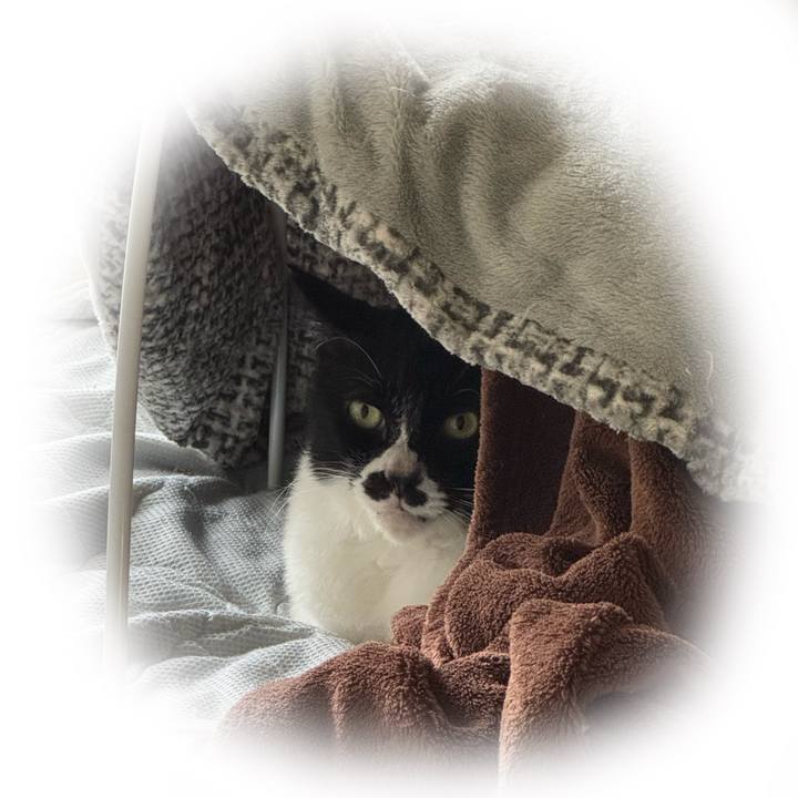 3a703e8e a9a8 4227 801e 52ecd4ee3c6c 1760146416363