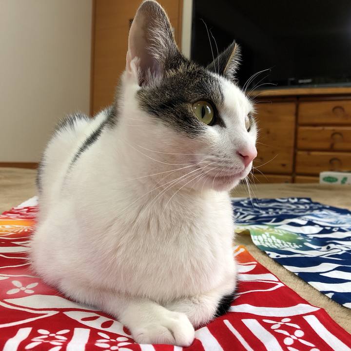 3a70c659 e11b 48e5 aba2 c7a05ec08f64 1620208915342