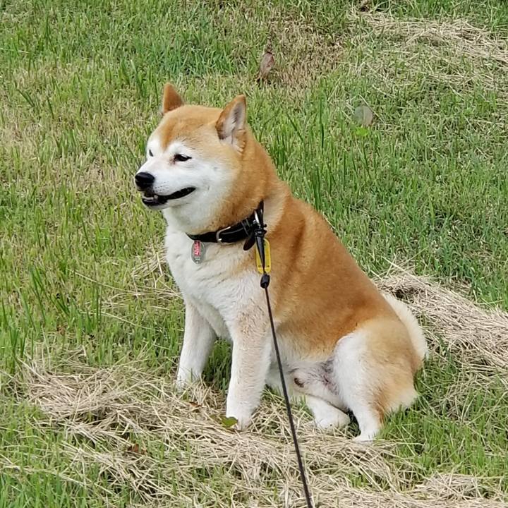 3a73426d ebd7 49c2 a730 c01c096d9675 1593497734072