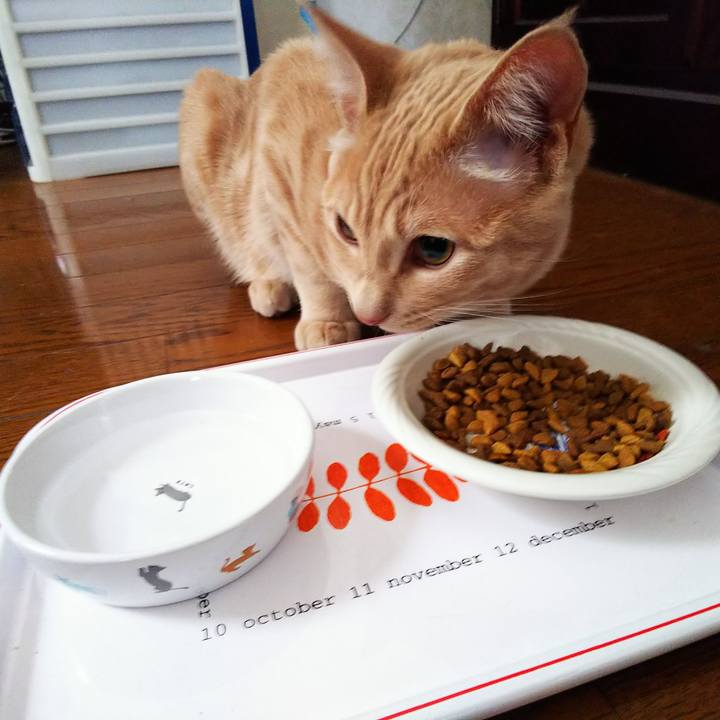 3a7411bb 5d91 4493 ba4a 8e602471a183 1550099455960