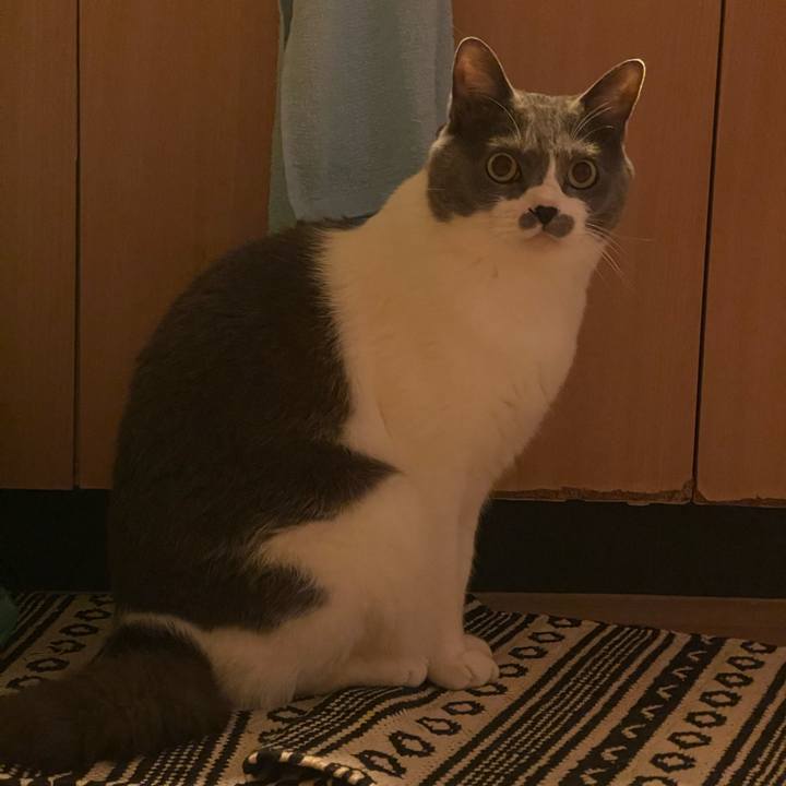 3a7419d4 4af1 489b 8106 7bd3d3651db2 1741691059534