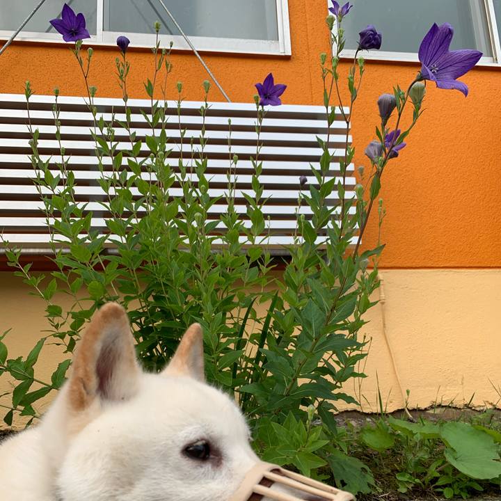 3a747782 2f32 4bc2 8250 417fe7821757 1595969313226