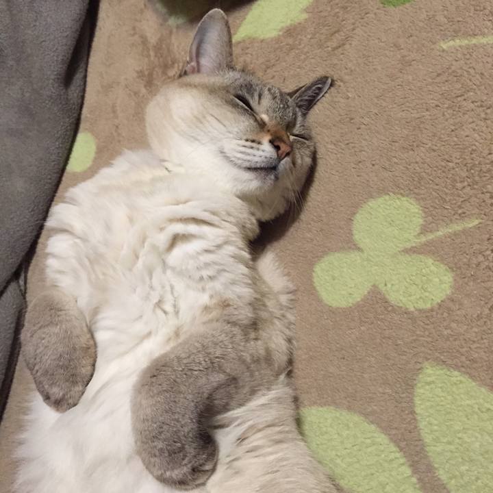 3a756c02 5239 435b 958c 9101db38c460 1546520597849