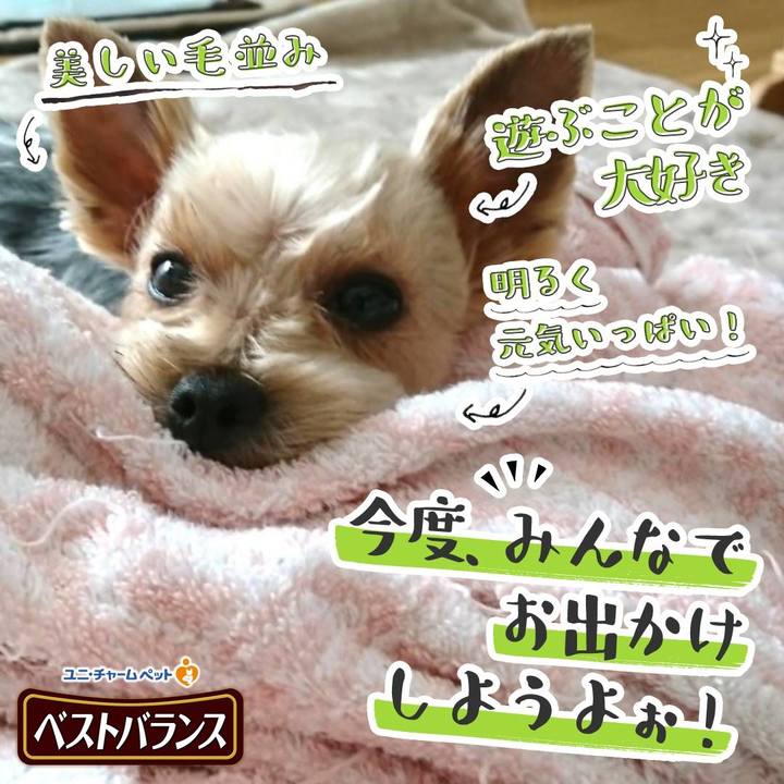 3a7570e9 7bbb 421d 8ba0 3262093ddb55 1541683783434