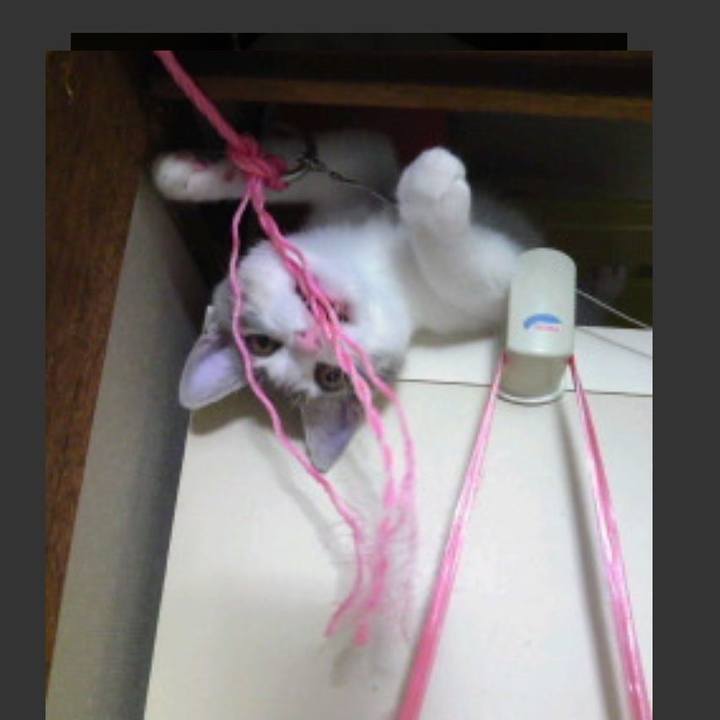 3a764e5f 146c 41ff b1ce 530ee05474e6 1550616906363