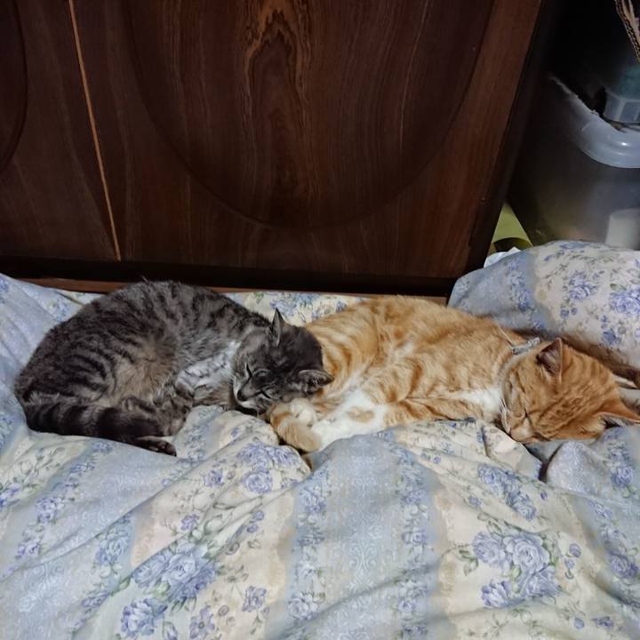 3a76bb92 70a8 4c4e b068 c4bd34af3c31 1590239846359