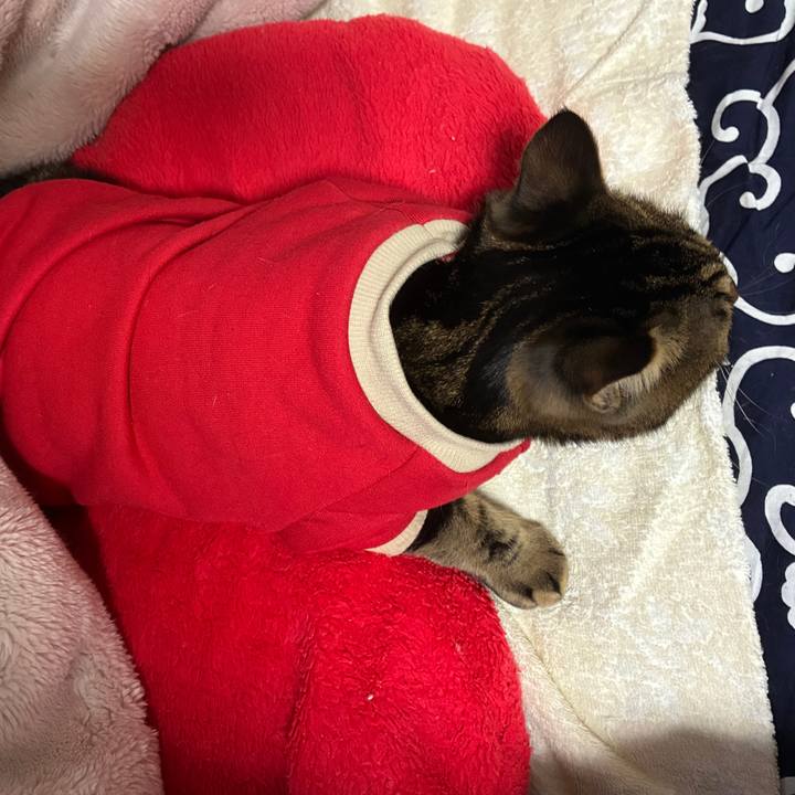 3a789474 25b5 488f b75b 23037e5f0594 1761771945523