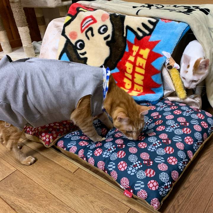 3a7ae0ba 11ea 4782 bd1d ae56f3309c82 1573819263347