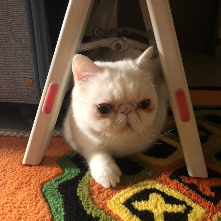 3a7dd3eb acff 4904 9a77 1808b7899c63 1587128632374