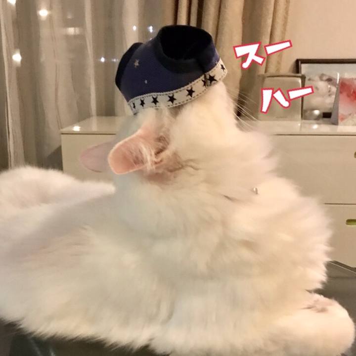 3a7e2b0e cab7 4b98 800f d70103bb6f87 1570187399255