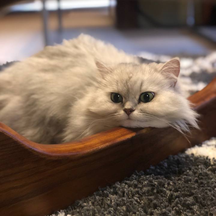 3a80e157 2942 4b65 85b5 83226432e20f 1583916984402