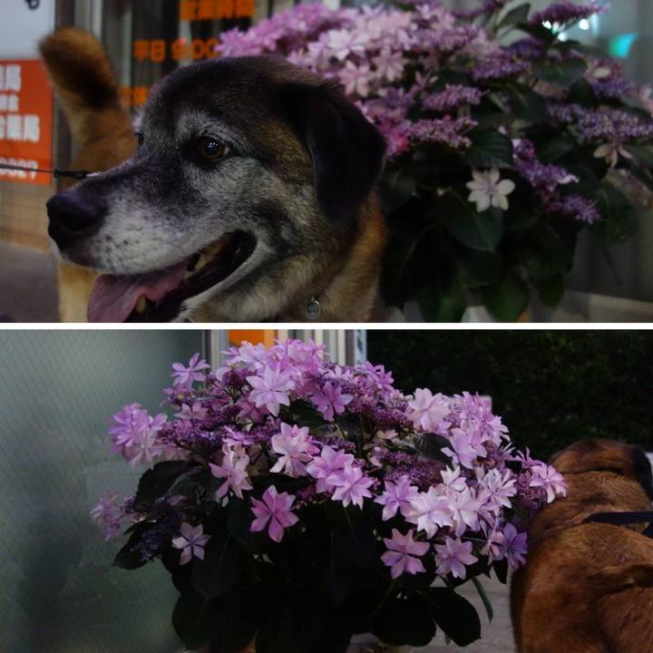 3a8220fc e01a 4977 82ac 93769c89d3aa 1527253814672