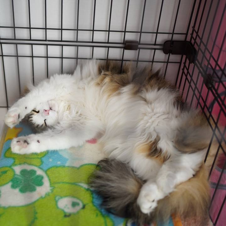 3a82dd9a e4ec 4bf6 b1de 7553e55dfec3 1591162275174