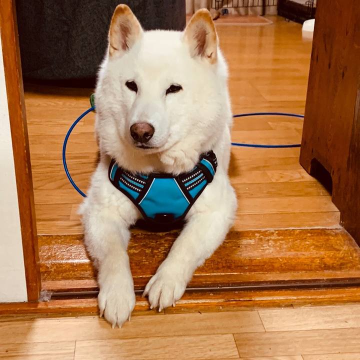 3a83cc46 fe53 4304 ae28 328a702bf1b0 1680820172990