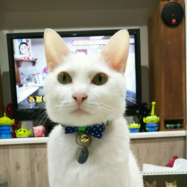 3a849c00 62b8 433e 8ac1 621ba62f0cd4 1513266592071