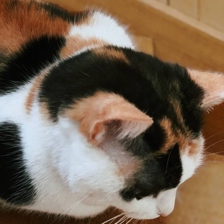 3a84b0da a854 4d29 bf9c 807790e01760 1554515728396