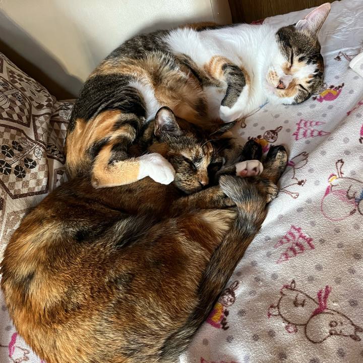 3a869aa3 208c 4925 a2ad c7dae98f35a0 1758577449211