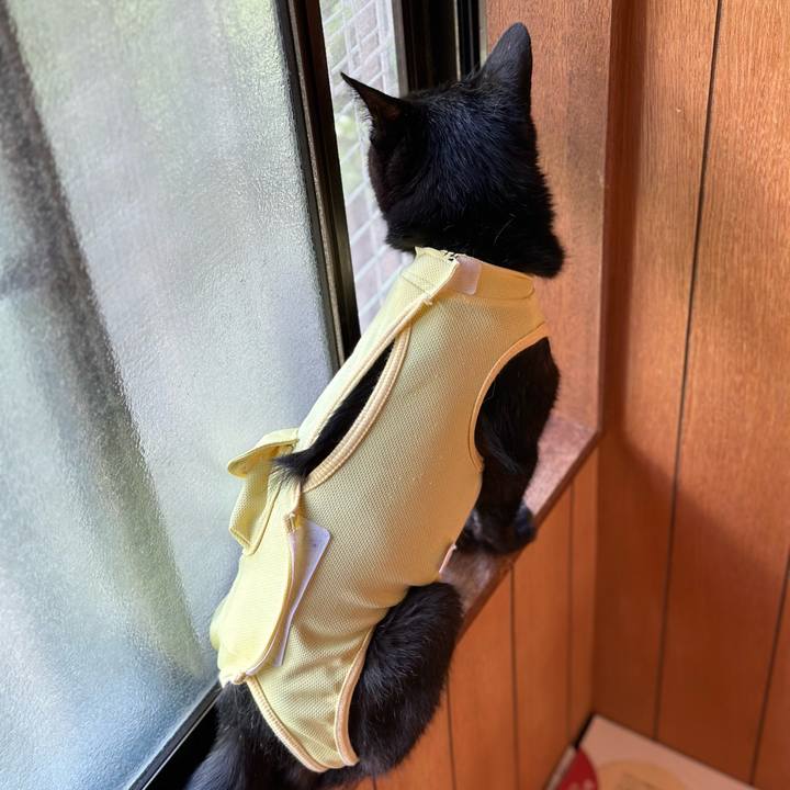 3a8735c3 3ea8 4ea5 9f4f 8858d462c7f2 1722737271579