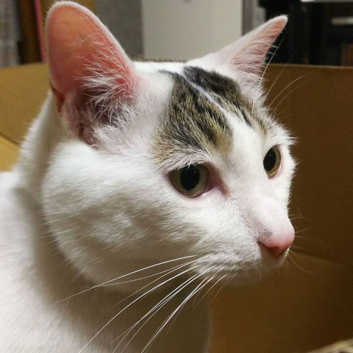 3a88be5b 588d 4961 b9c7 5cd36d1995df 1534078039729