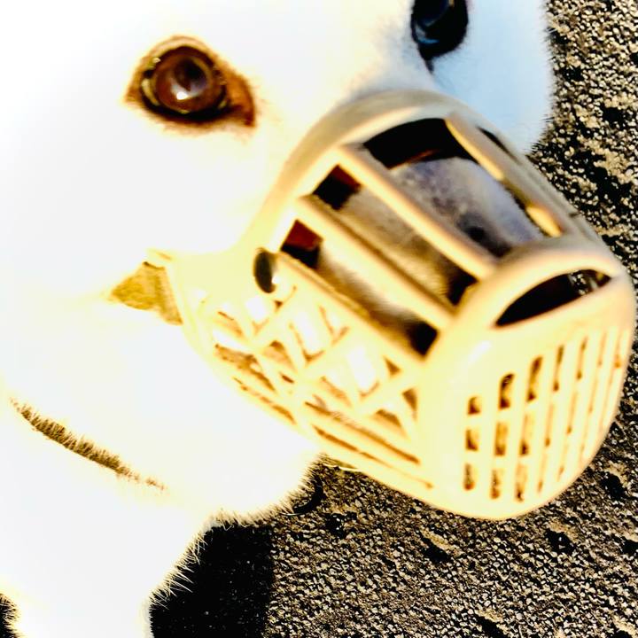 3a8a70ba ee0f 4dda b7c5 664f1992d271 1619642455646