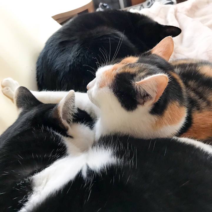 3a8aa77a bf0c 4daf ae3f 417c4717260c 1513607980760