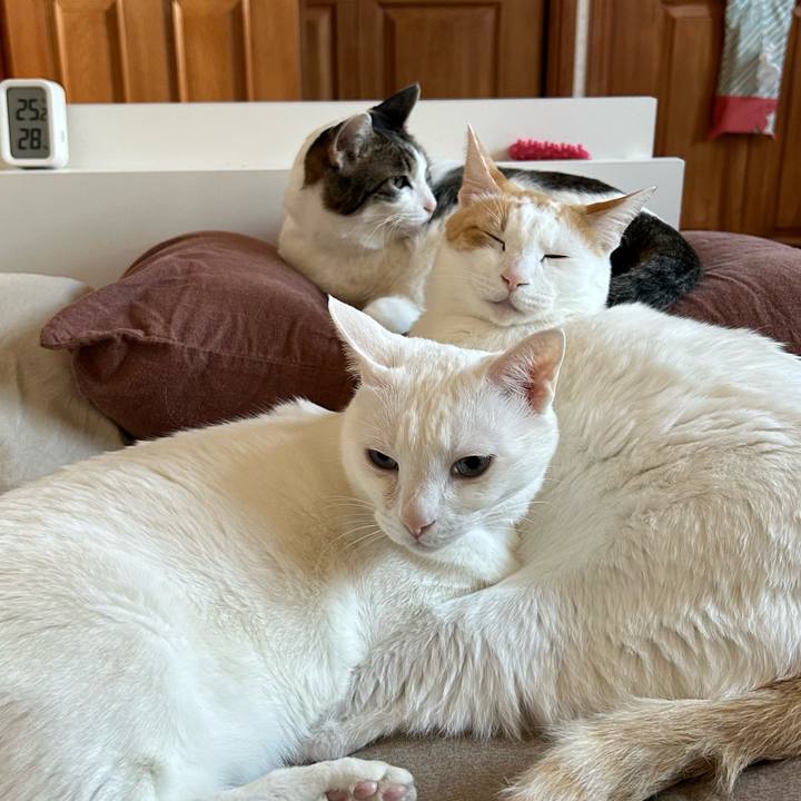 3a8aca4e 2513 4164 9c2b e1dc160a6464 1677139452505