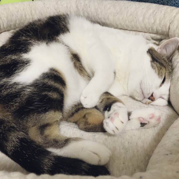 3a8b2ae5 e6ca 4461 b484 9e6bd6801620 1538188575265